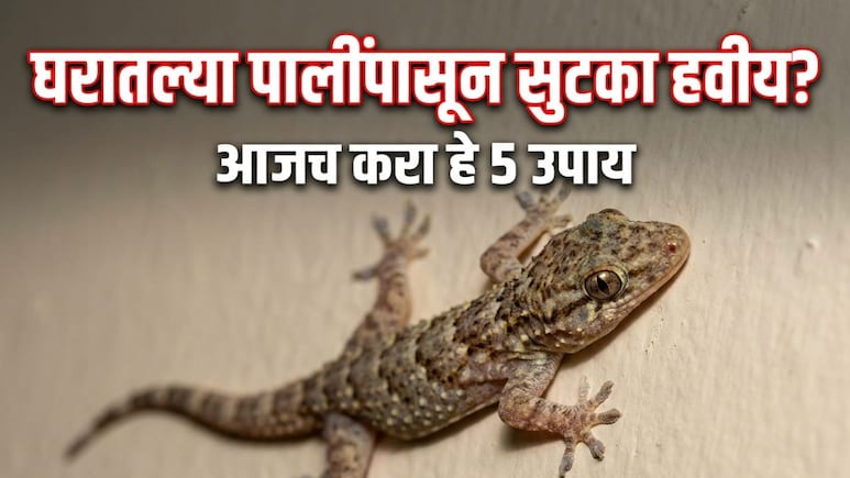Lizard Repellent Plants: घरात सतत पाल येत आहेत का? बालकनीत ठेवा ही 5 रोपं, कीटक-पाली एका फटक्यात होतील गायब