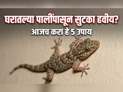 Lizard Repellent Plants: घरात सतत पाल येत आहेत का? बालकनीत ठेवा ही 5 रोपं, कीटक-पाली एका फटक्यात होतील गायब
