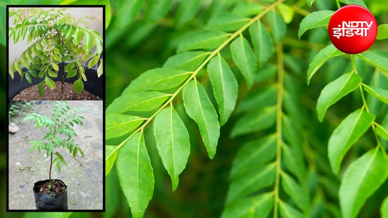 Curry Leaves Plant Care: करी पत्ते का पौधा नहीं बढ़ रहा? जानिए क्यों रुक जाती है करी पत्ते की ग्रोथ, इन आसान ट्रिक्स से तेजी से बढ़ेगा पौधा