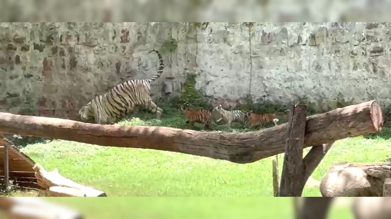 पहली बार खुले बाड़े में दिखे सफेद बाघिन मीरा के शावक,दो पीले और एक सफेद बाघ ने खींचा ध्यान