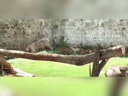 पहली बार खुले बाड़े में दिखे सफेद बाघिन मीरा के शावक,दो पीले और एक सफेद बाघ ने खींचा ध्यान