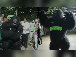 'Gorilla Campaign' At Panjab University As Monkey Menace Becomes Poll Issue