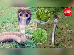 Gardening Tips: घर के गार्डन में भूलकर भी न लगाएं ये 4 पौधे, खिंचे चले आ सकते हैं सांप