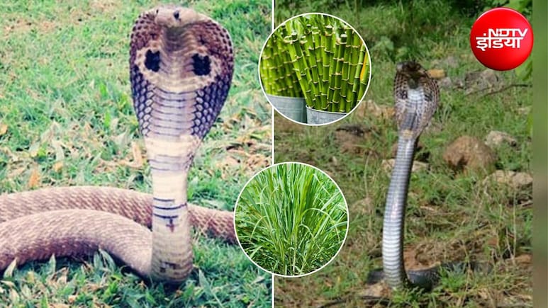 Gardening Tips: घर के गार्डन में भूलकर भी न लगाएं ये 4 पौधे, खिंचे चले आ सकते हैं सांप