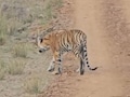 कान्हा टाइगर रिजर्व में कमजोर हालत में मिला बाघ, प्रबंधन पर उठे सवाल, क्वारंटाइन सेंटर में चल रहा इलाज