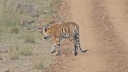 कान्हा टाइगर रिजर्व में कमजोर हालत में मिला बाघ, प्रबंधन पर उठे सवाल, क्वारंटाइन सेंटर में चल रहा इलाज