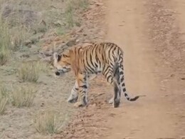 कान्हा टाइगर रिजर्व में कमजोर हालत में मिला बाघ, प्रबंधन पर उठे सवाल, क्वारंटाइन सेंटर में चल रहा इलाज