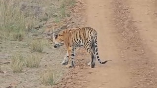 कान्हा टाइगर रिजर्व में कमजोर हालत में मिला बाघ, प्रबंधन पर उठे सवाल, क्वारंटाइन सेंटर में चल रहा इलाज