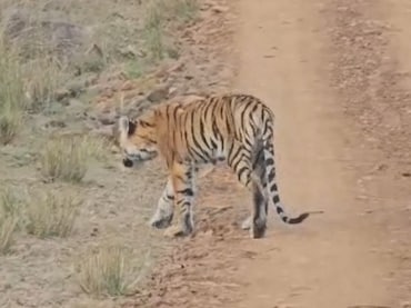 कान्हा टाइगर रिजर्व में कमजोर हालत में मिला बाघ, प्रबंधन पर उठे सवाल, क्वारंटाइन सेंटर में चल रहा इलाज