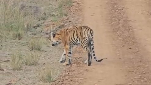 कान्हा टाइगर रिजर्व में कमजोर हालत में मिला बाघ, प्रबंधन पर उठे सवाल, क्वारंटाइन सेंटर में चल रहा इलाज
