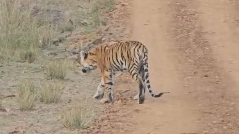 कान्हा टाइगर रिजर्व में कमजोर हालत में मिला बाघ, प्रबंधन पर उठे सवाल, क्वारंटाइन सेंटर में चल रहा इलाज