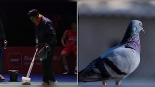 'ना बंदर, ना कबूतर, इस बार परिंदा भी पर नहीं मार सकता,' दिल्ली BWF वर्ल्ड चैंपियनशिप के लिए किए गए 3 बड़े उपाय