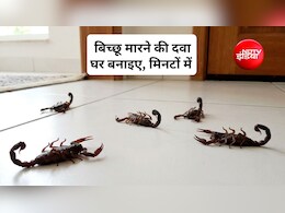 बिच्छू को भगाने के लिए कौन से घरेलू उपाय हैं? बिच्छू की देसी दवा क्या है