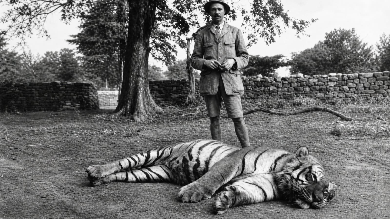 jim corbat champawat tiggres new