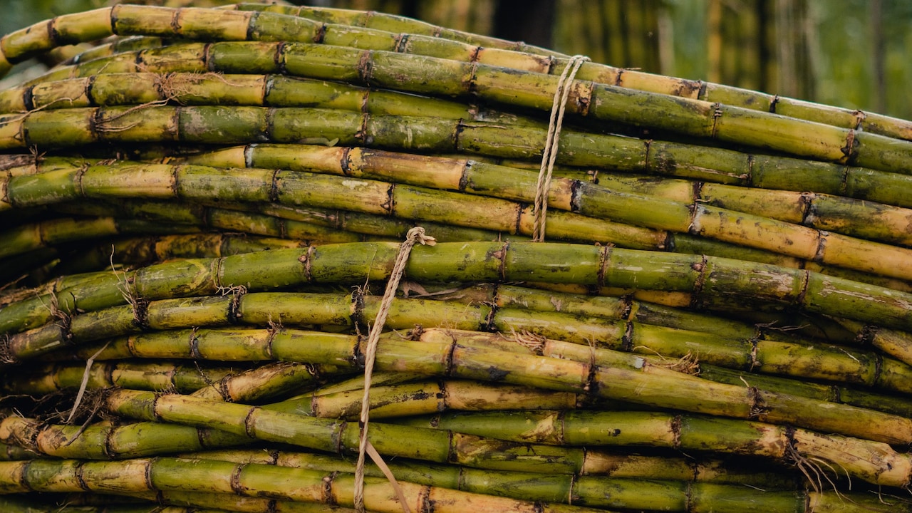 Balrampur Chini Q1 Results: Profit Slips 15% As Margins Contract; Revenue Crosses Rs 1,600 Crore