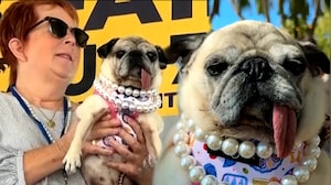 6-Year-Old Pug Jinny Lu Wins 2026 World's Ugliest Dog Contest