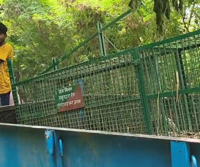 मुरादाबाद वन विभाग की टीम तेंदुओं को पकड़ने का कैंपेन चला रही है.