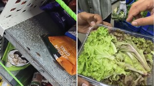 Cockroaches, Lizards: Licences Of Blinkit, Instamart And Zepto Facilities Suspended