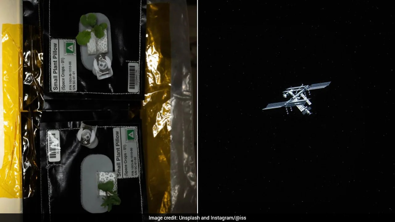 ISS Astronauts Grow Kale and Mustard Greens in Microgravity, Advancing Space Agriculture