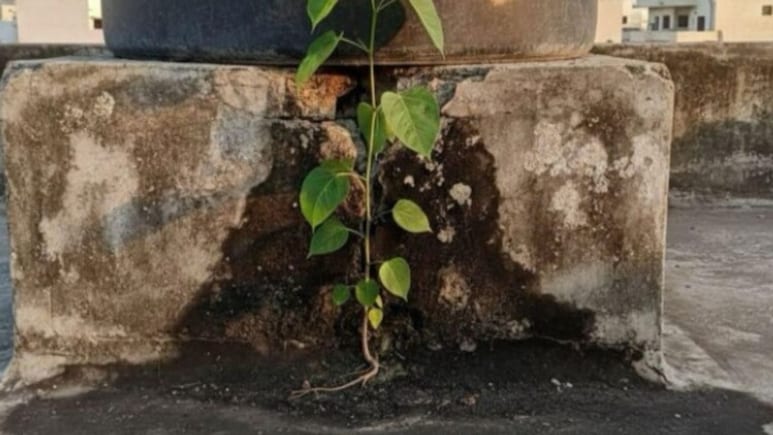घर की दीवार पर या मुख्य दरवाजे पर पीपल का पेड़ निकलने का क्या मतलब है? ज्योतिषाचार्य ने कहा नहीं करना चाहिए नजरअंदाज