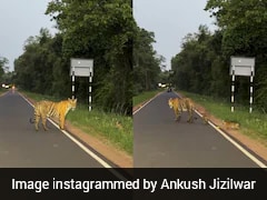 Video Captures Rare Moment Tigress Leads Three Cubs At Tadoba Reserve: "Completely Mesmerised"