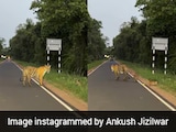 Video Captures Rare Moment Tigress Leads Three Cubs At Tadoba Reserve: "Completely Mesmerised"
