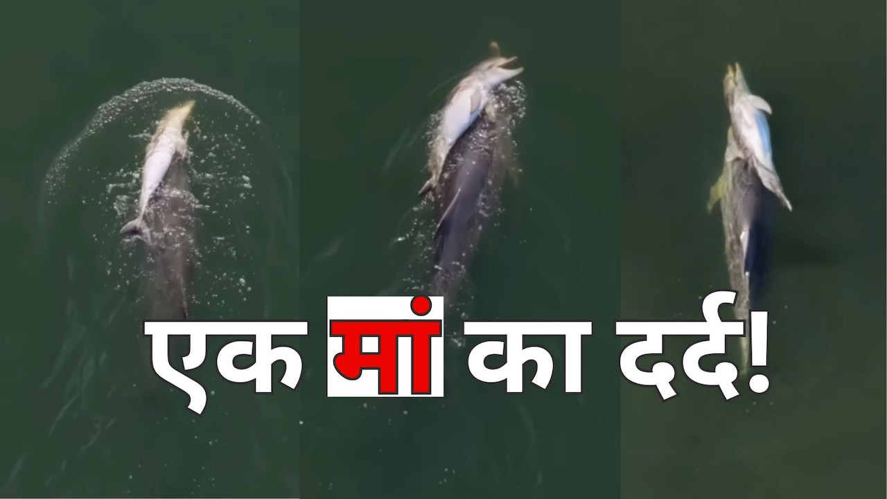 मरा हुआ बच्चा पीठ पर लेकर कई दिनों तक समुद्र में भटकती रही डॉल्फिन, ड्रोन VIDEO भावुक कर देगा