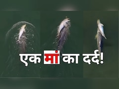 मरा हुआ बच्चा पीठ पर लेकर कई दिनों तक समुद्र में भटकती रही डॉल्फिन, ड्रोन VIDEO भावुक कर देगा