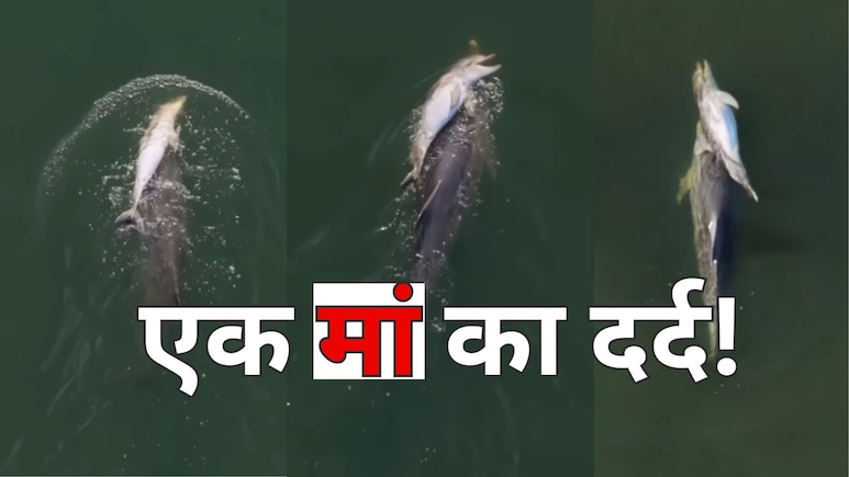 मरा हुआ बच्चा पीठ पर लेकर कई दिनों तक समुद्र में भटकती रही डॉल्फिन, ड्रोन VIDEO भावुक कर देगा