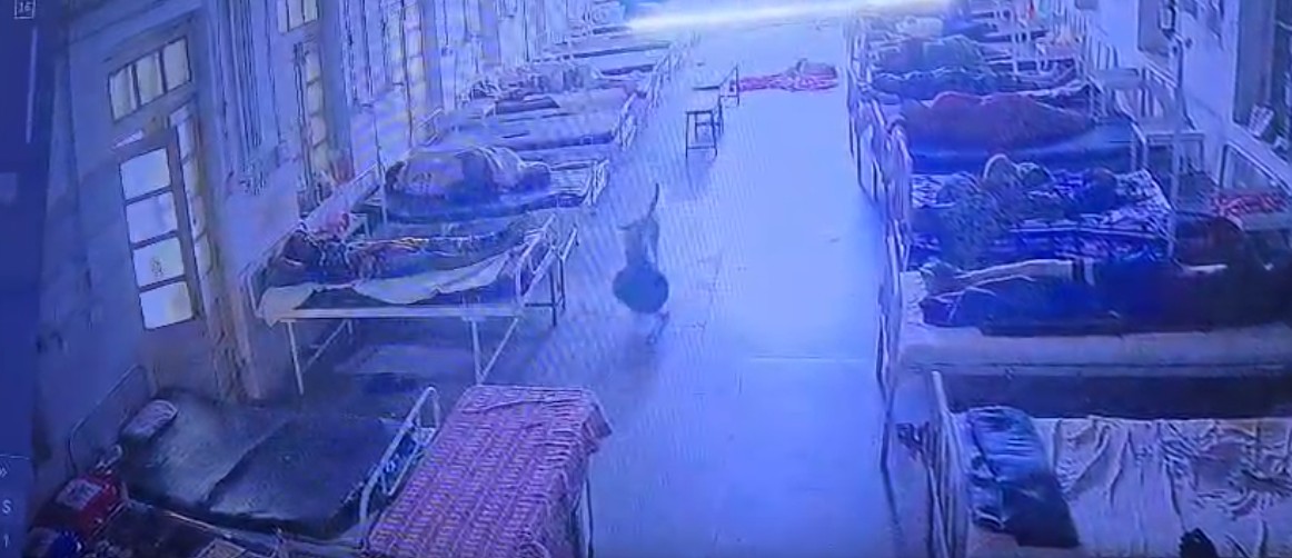 Jewellery Goes Missing From Hospital. CCTV Shows Dog Took It Away