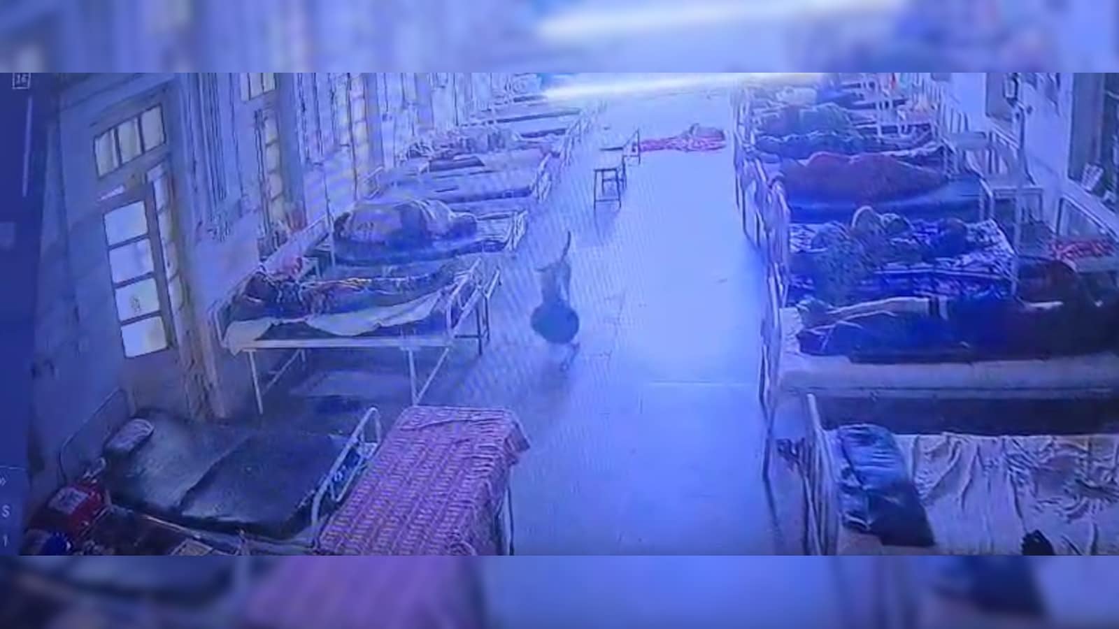 Dog Takes Bag Containing Jewellery and Cash from Mandsaur Hospital; Police Recover It