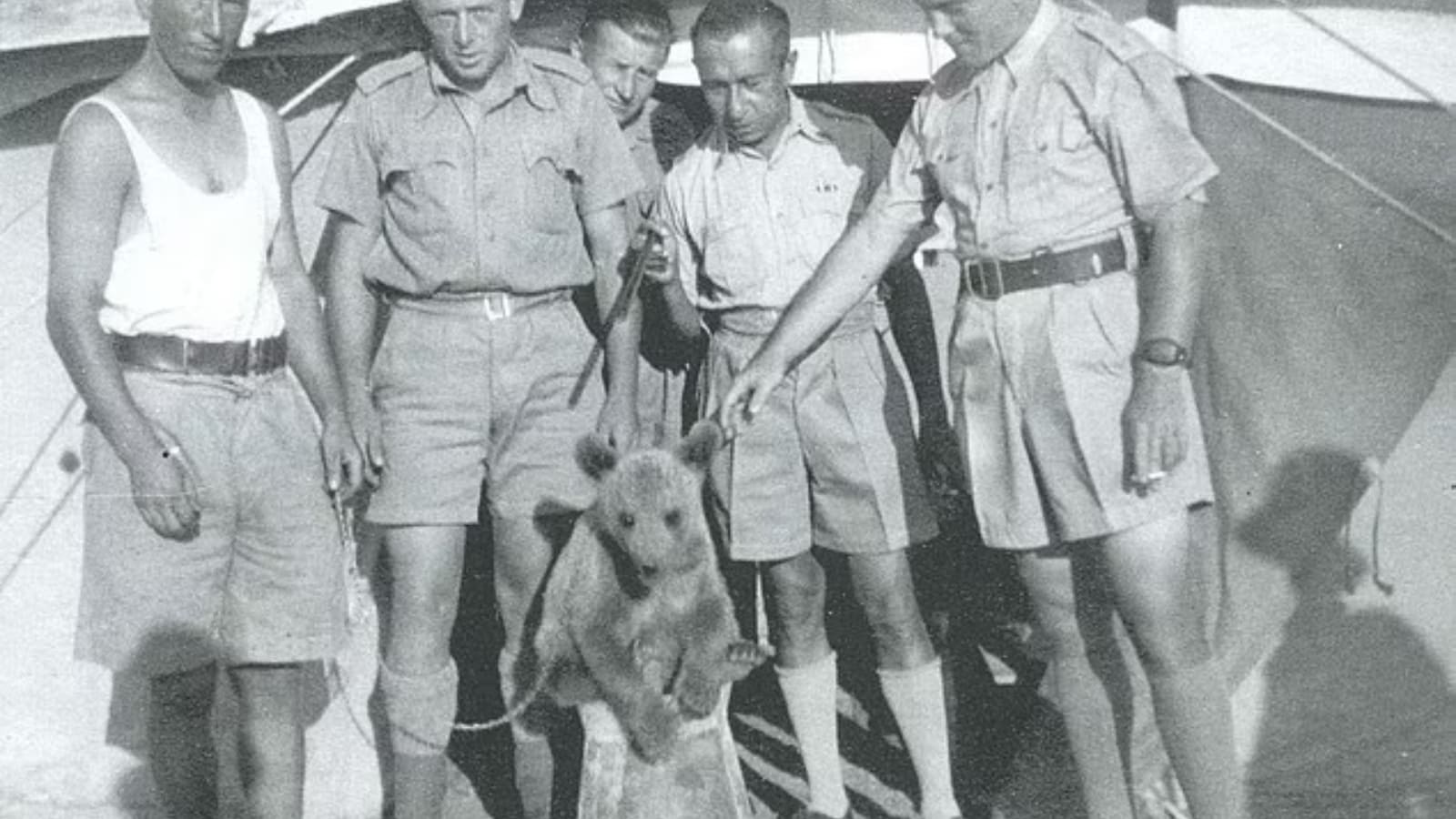 True Story of Wojtek: The 550-lb Bear Who Drank Beer, Smoked, and Fought against nazi in WW2 True Story of Wojtek: The 550-lb Bear Who Drank Beer, Smoked, and Fought against nazi in WW2