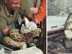 Video: Python Found Curled Up Under A Cot In Delhi