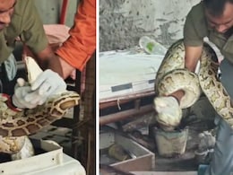 Video: Python Found Curled Up Under A Cot In Delhi