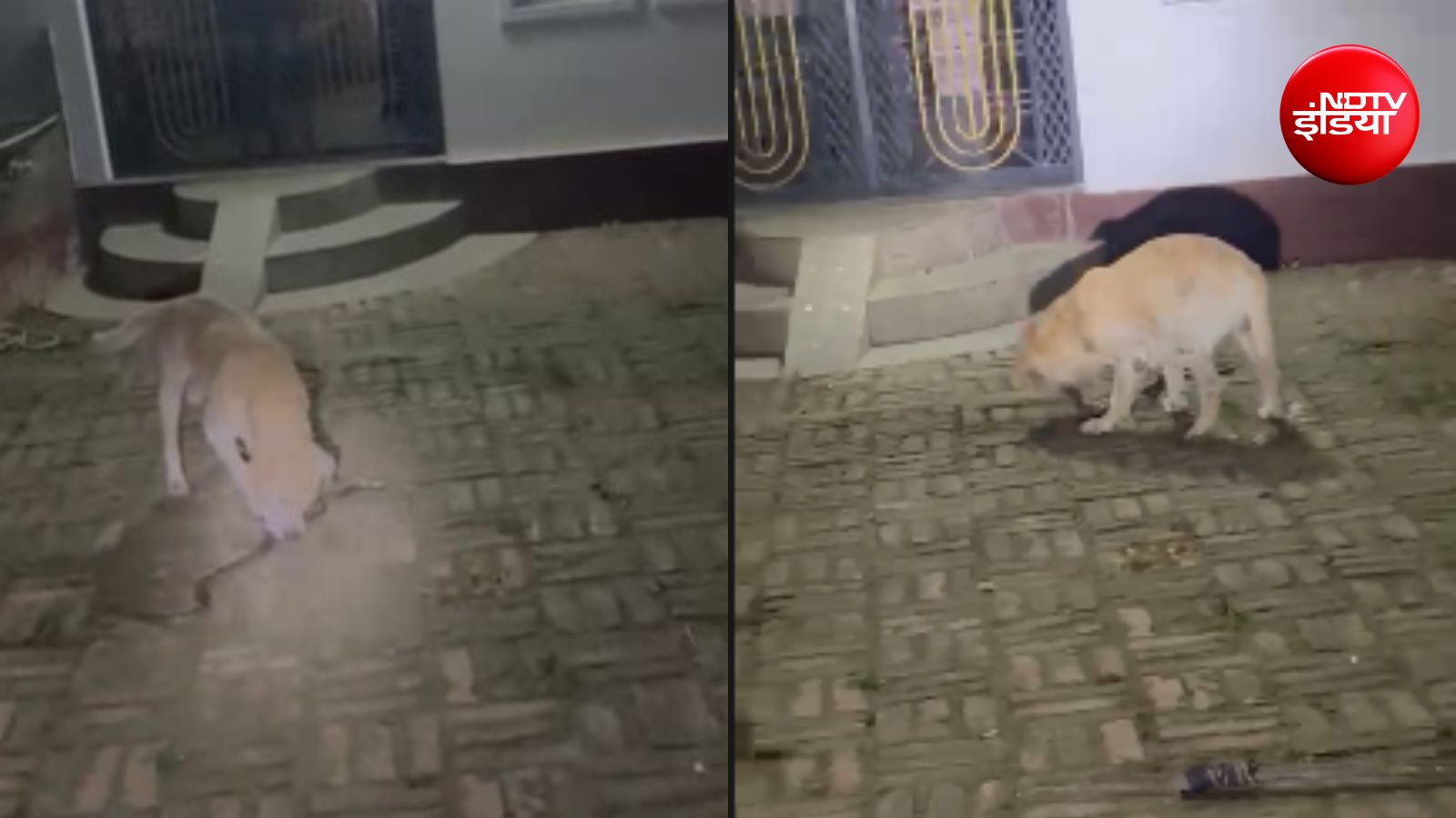 मालिक के परिवार की रक्षा में सांप से खूब लड़ा कुत्ता, दोनों की मौत; देखें VIDEO