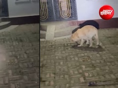 मालिक के परिवार की रक्षा में सांप से खूब लड़ा कुत्ता, दोनों की मौत; देखें VIDEO