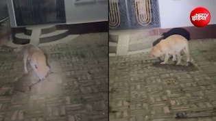मालिक के परिवार की रक्षा में सांप से खूब लड़ा कुत्ता, दोनों की मौत; देखें VIDEO