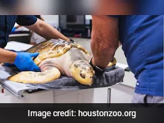 Rhossi, A Rare Sea Turtle Defies Odds, Recovers After 5,000-Mile Journey Across The Atlantic