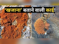 क्या आपकी जमीन में भी दबा है अरबों का खजाना? ये नारंगी-पीली काई दिखे तो समझिए सुराग मिल गया