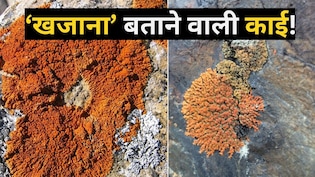 क्या आपकी जमीन में भी दबा है अरबों का खजाना? ये नारंगी-पीली काई दिखे तो समझिए सुराग मिल गया