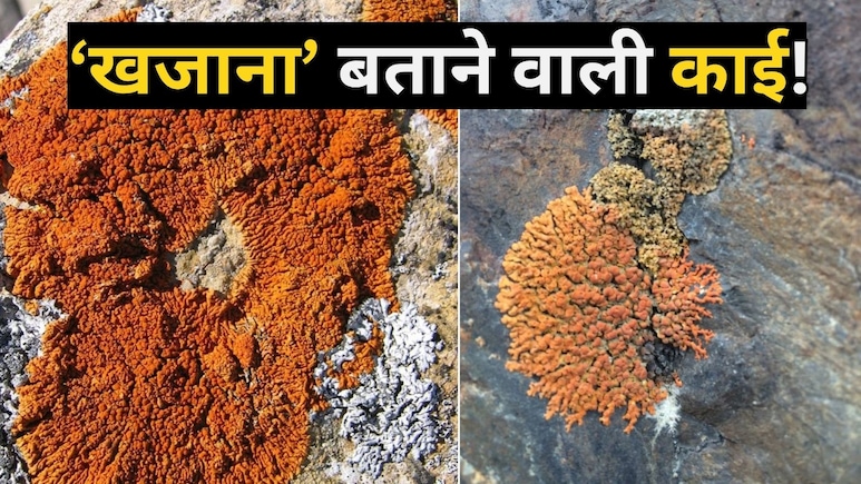 क्या आपकी जमीन में भी दबा है अरबों का खजाना? ये नारंगी-पीली काई दिखे तो समझिए सुराग मिल गया