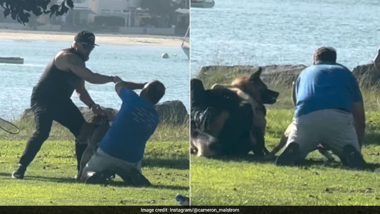 Violent Beachfront Altercation Involves Unleashed Pets and Owners