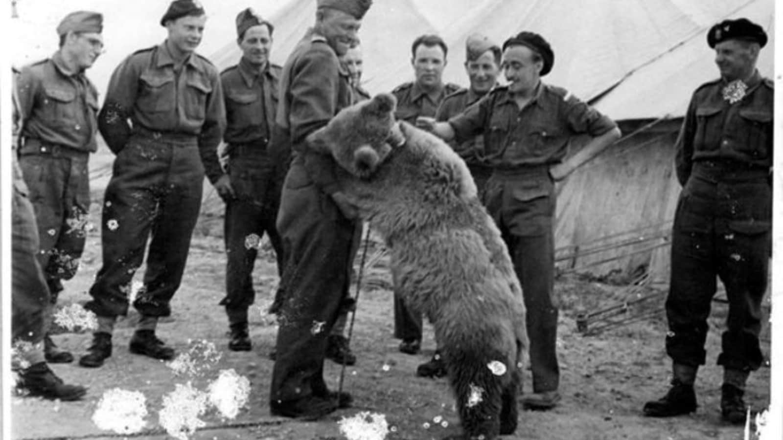 True Story of Wojtek: The 550-lb Bear Who Drank Beer, Smoked, and Fought against nazi in WW2 True Story of Wojtek: The 550-lb Bear Who Drank Beer, Smoked, and Fought against nazi in WW2