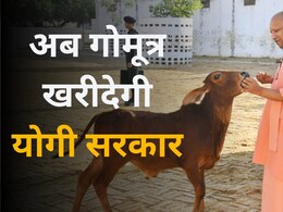 गोमूत्र खरीदेगी योगी सरकार, बुलंदशहर से शुरू 10 रुपये लीटर वाली स्कीम; सपा ने बताया स्कैम