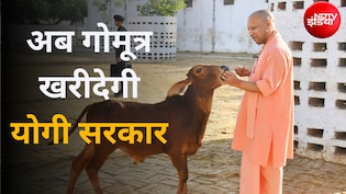 गोमूत्र खरीदेगी योगी सरकार, बुलंदशहर से शुरू 10 रुपये लीटर वाली स्कीम; सपा ने बताया स्कैम