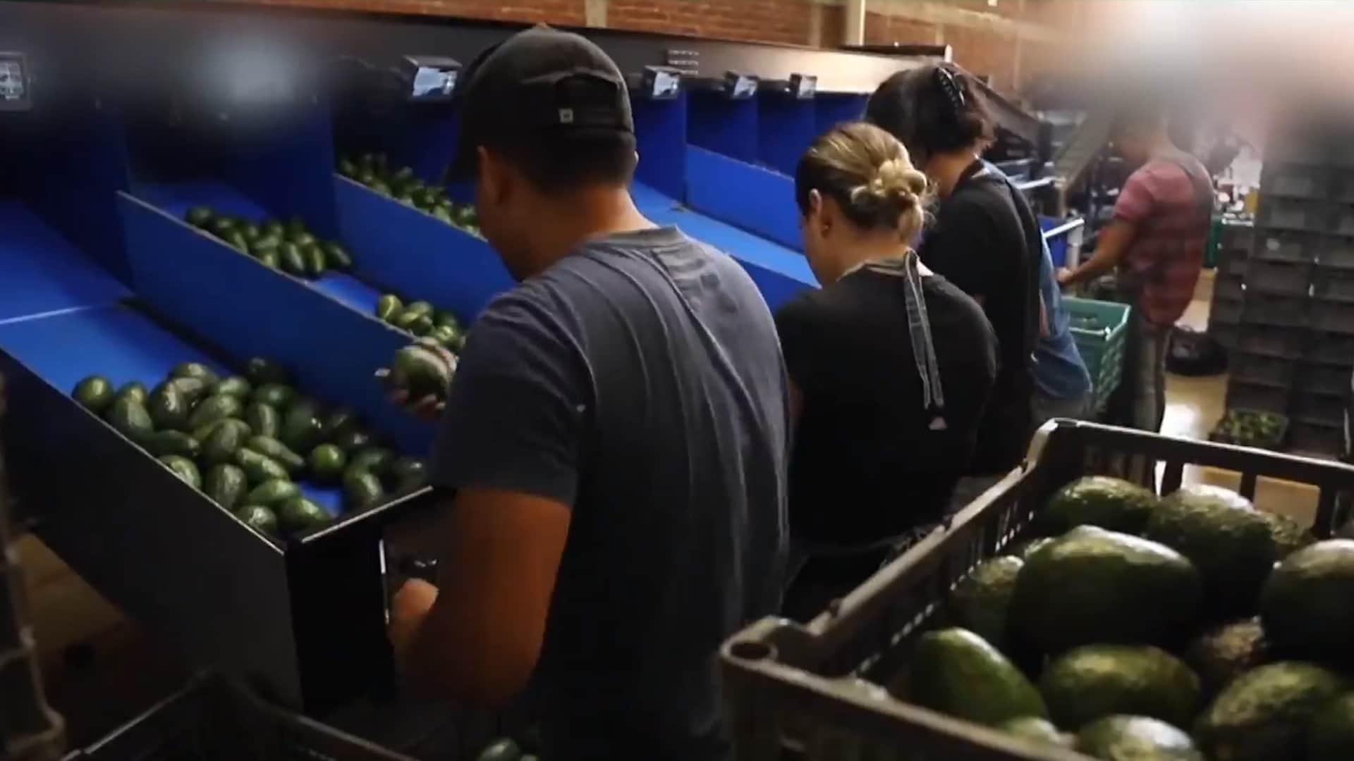Mexico's Avocado Industry Under Threat As US Suspends Operations In Michoacan