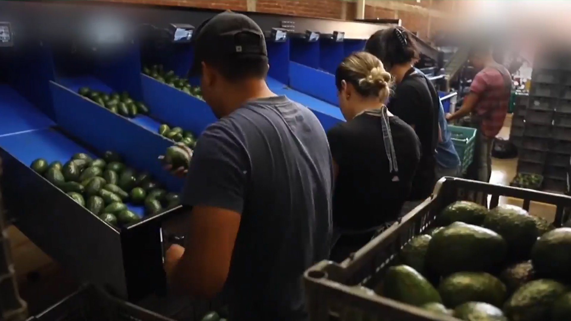Mexico's Avocado Industry Under Threat As US Suspends Operations In Michoacan