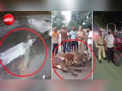 उत्तराखंड में डेरी मालिक ने गाय को ट्रैक्टर से बांधकर घसीटा, वीडियो वायरल होने के बाद हुई कार्रवाई