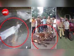 उत्तराखंड में डेरी मालिक ने गाय को ट्रैक्टर से बांधकर घसीटा, वीडियो वायरल होने के बाद हुई कार्रवाई