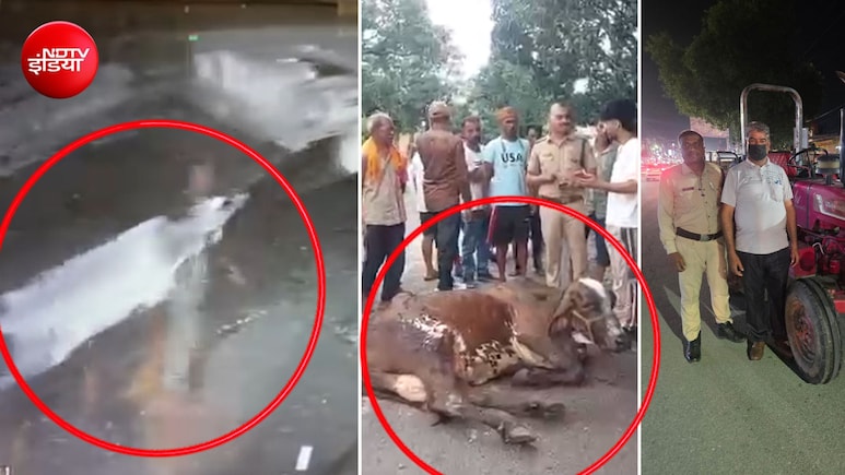 उत्तराखंड में डेरी मालिक ने गाय को ट्रैक्टर से बांधकर घसीटा, वीडियो वायरल होने के बाद हुई कार्रवाई